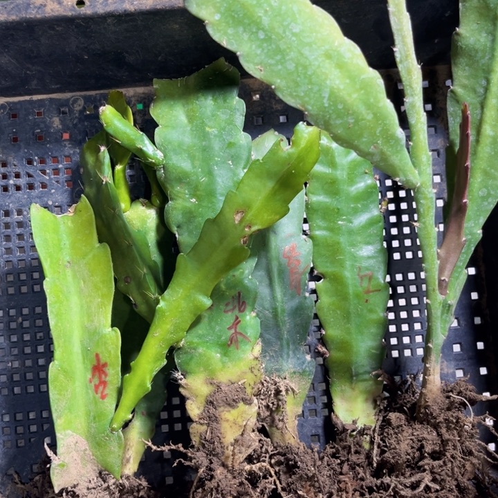 当前无花栽培后可以开花130