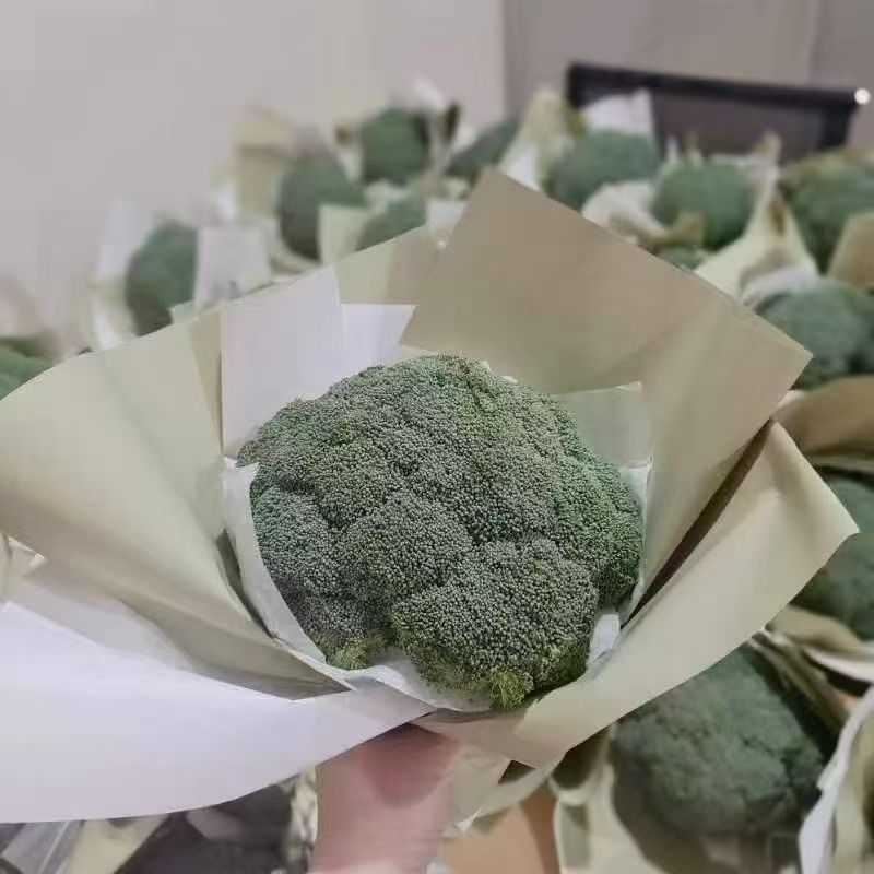 西兰花苗青花苗超耐寒露天阳台小菜园都可种