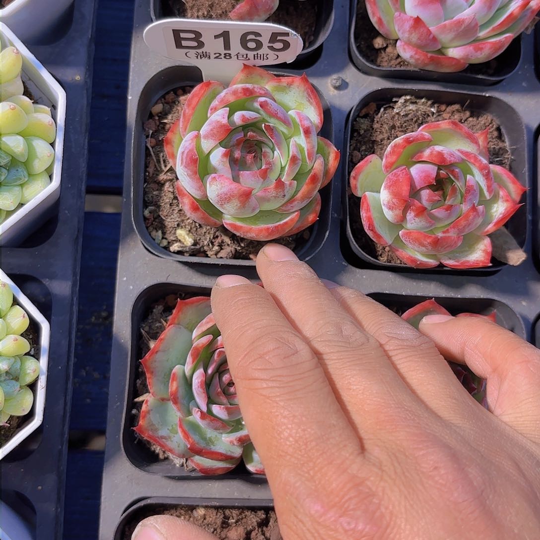 B165惊鸿仙子一物一拍