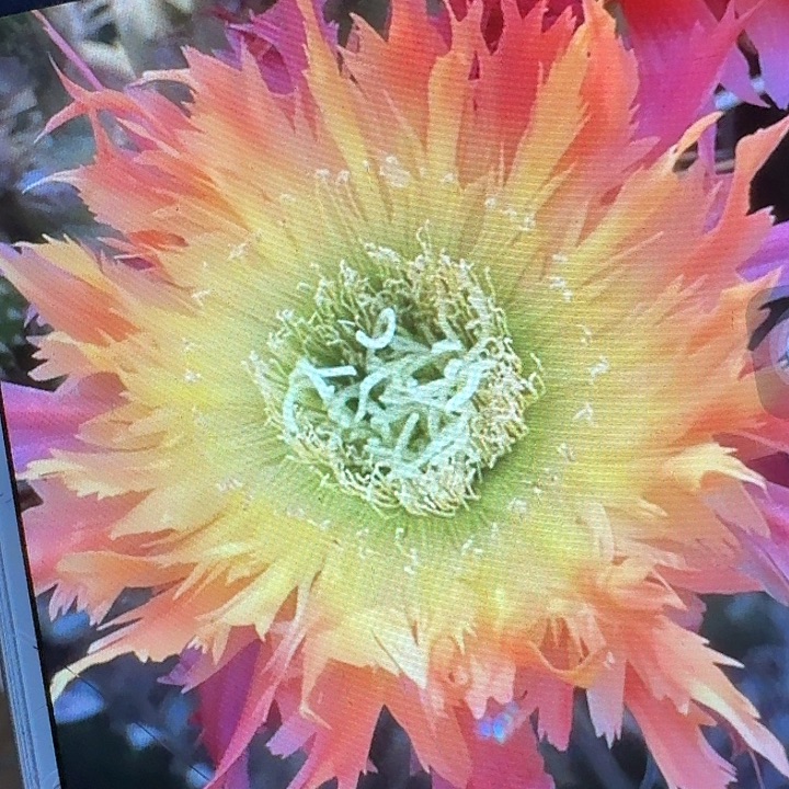 112 侧芽5公分左右毛花柱