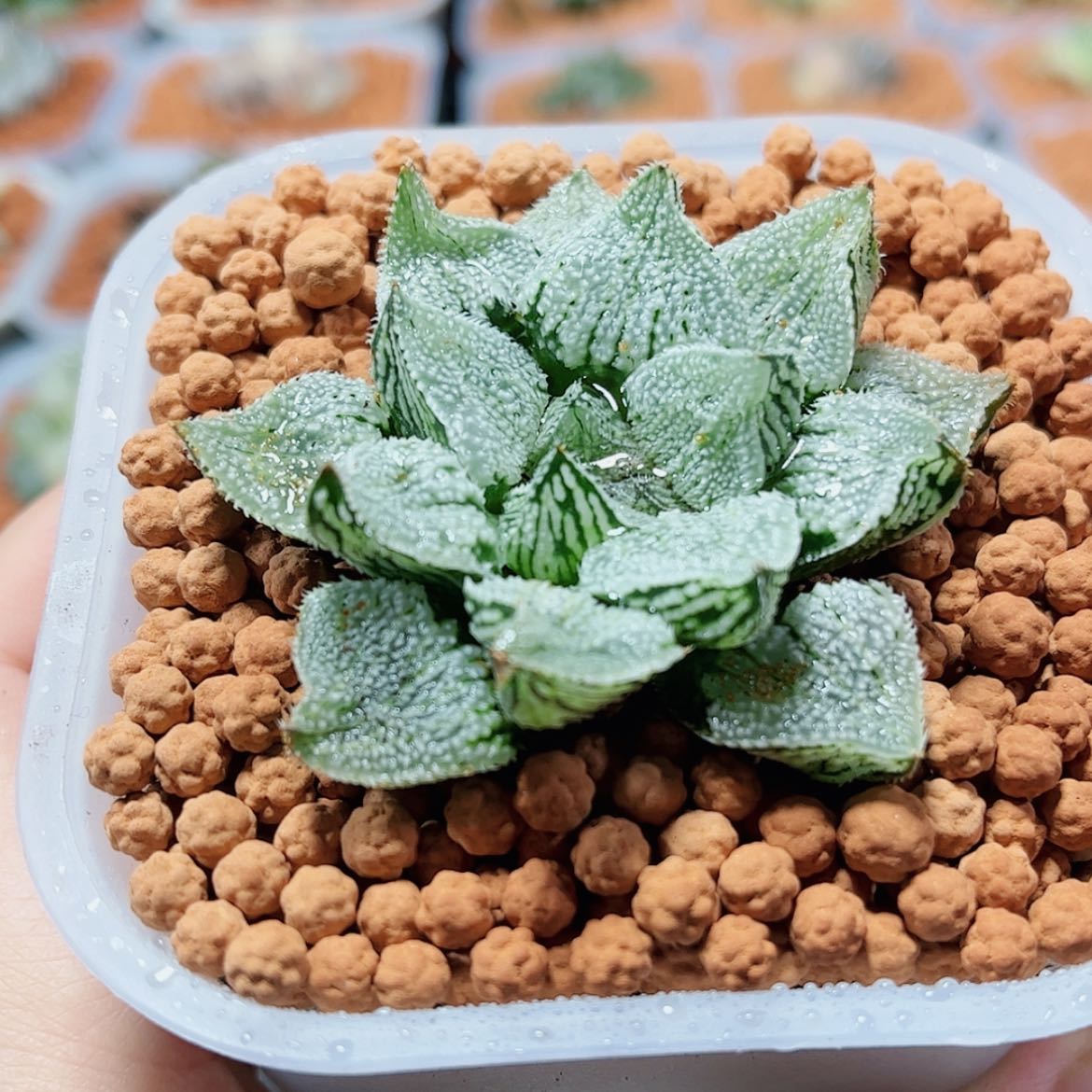 【闪购商品】天使寿