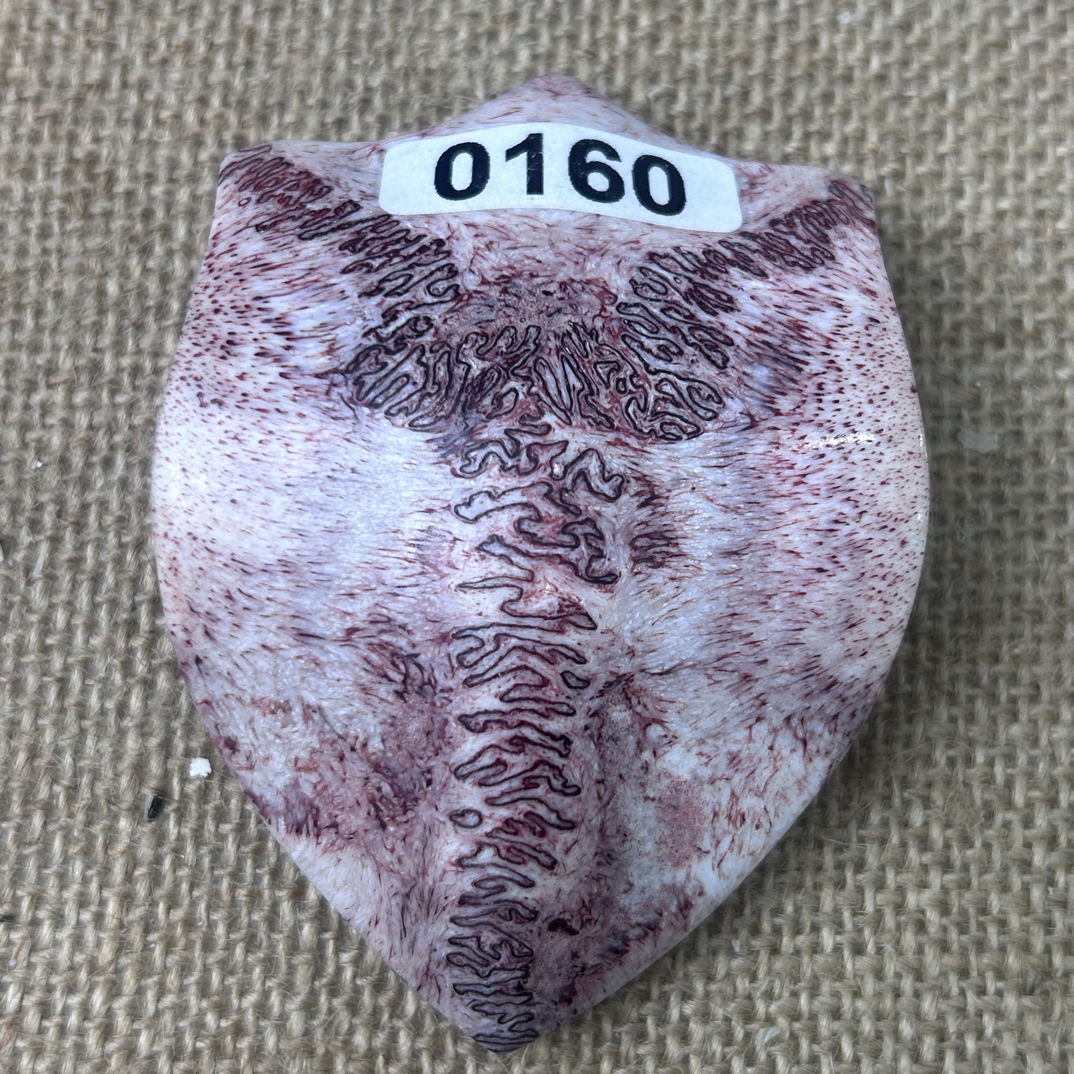 养殖梅花鹿三界牌160