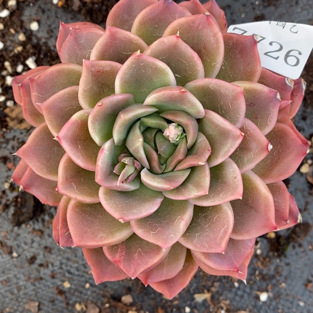 7726杂交多肉老桩