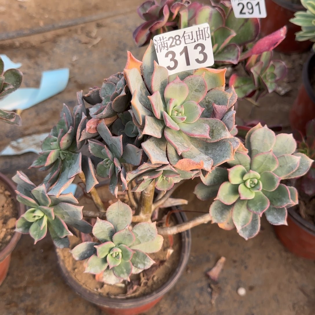 粉仙桃多肉313满28包邮断枝不包