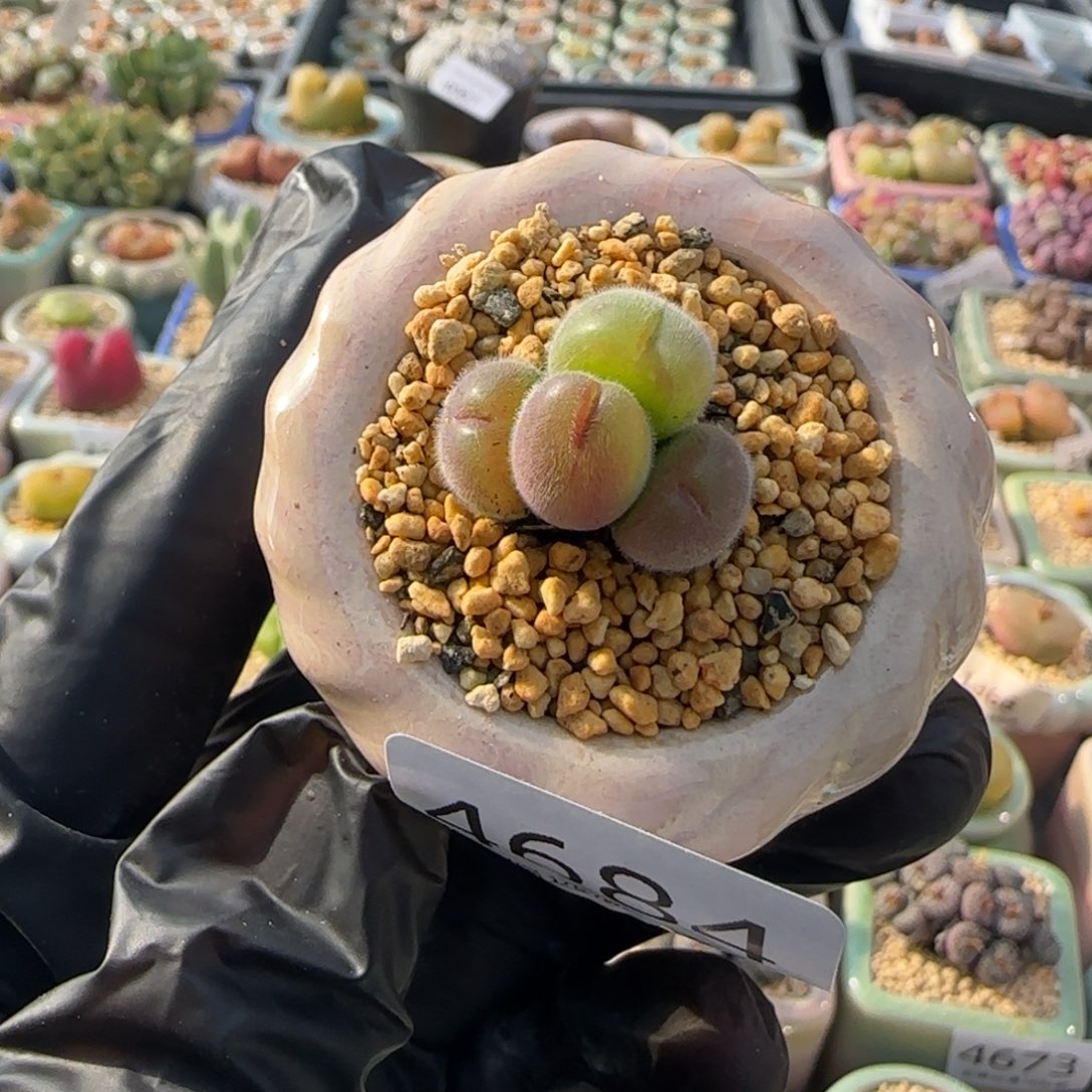 4684--一物一拍 带盆