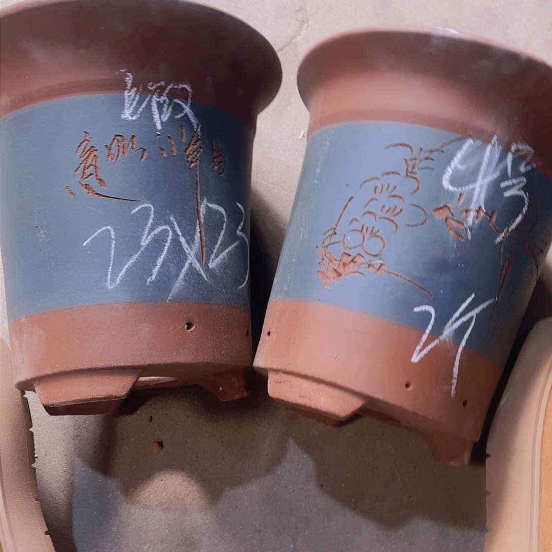 紫砂4号……………………………………