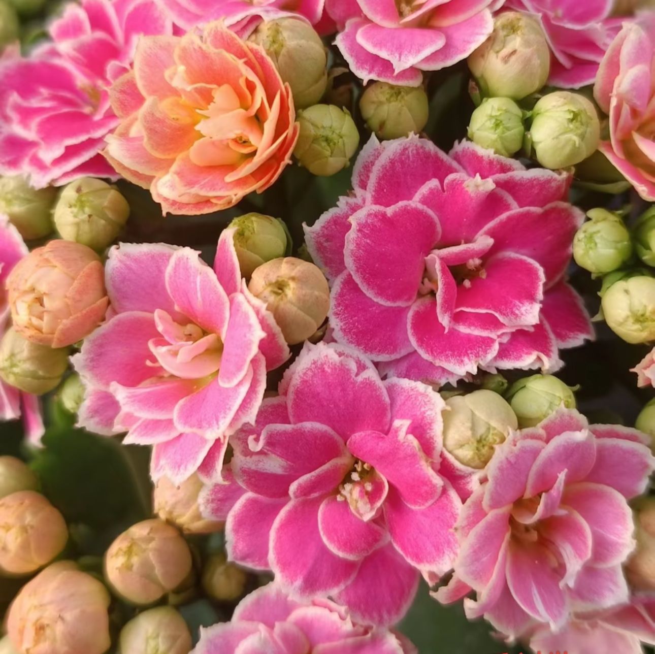 《彩蝶》130盆重瓣长寿花