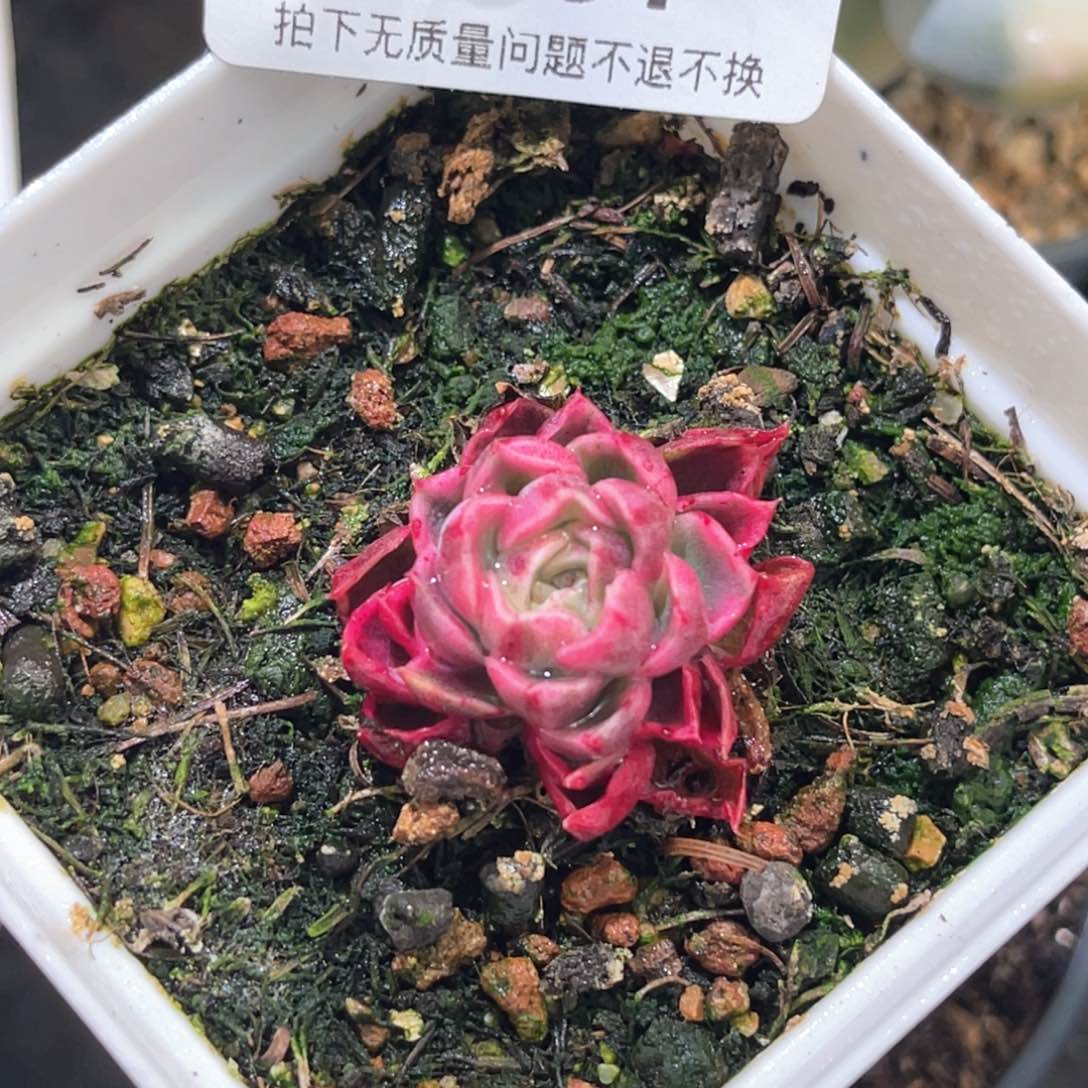 简****美多肉特价麦秆锦7091（10级代金券抵扣）