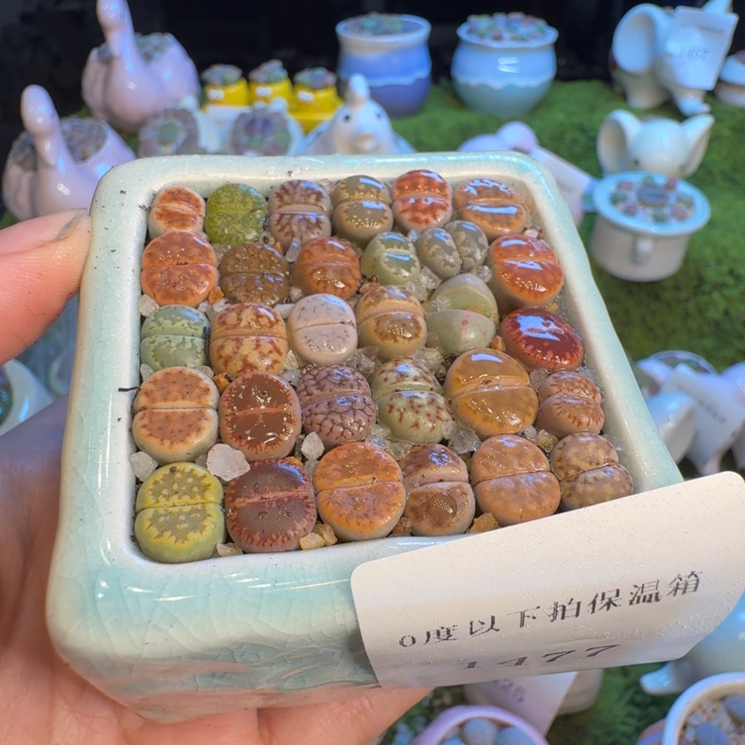 小***运多肉植物福利冲1477
