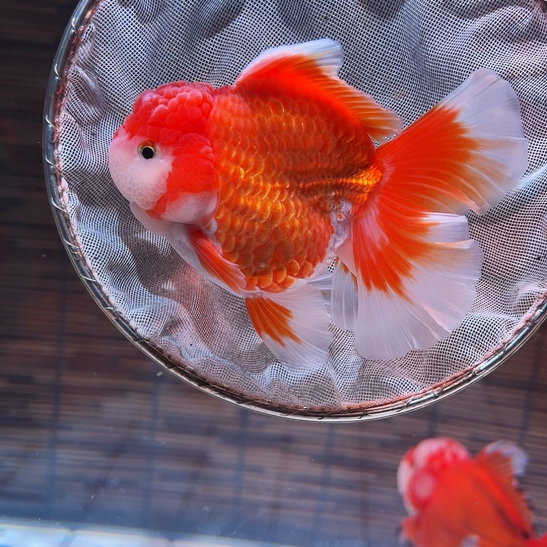 金鱼百褶泰狮冷水金鱼