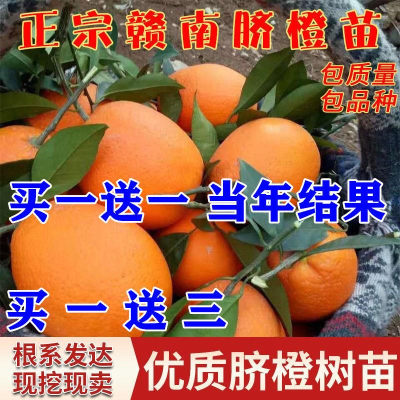 赣南脐橙苗嫁接纽荷尔脐橙苗卡拉红肉血橙脐橙果树苗橙子树苗