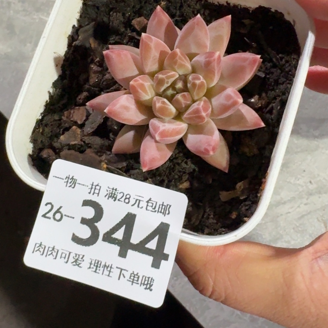 陨石无盆土发货谢谢