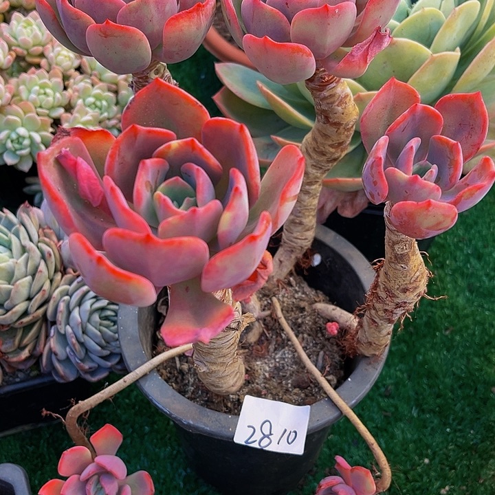 王*夕雾仙子2810