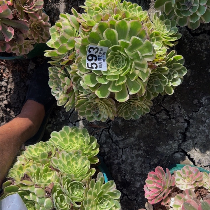 孔雀翎25-11包邮花花