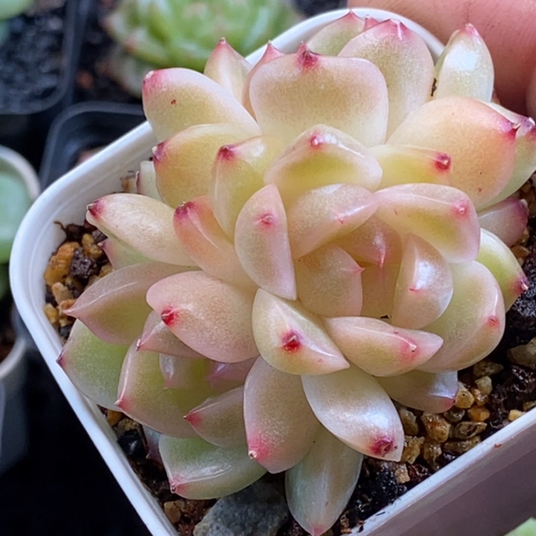 天官赐福百无禁忌