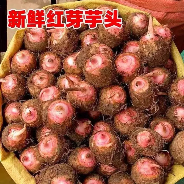 正宗云南红芽芋头软糯香芋农家现挖新鲜红芽芋头