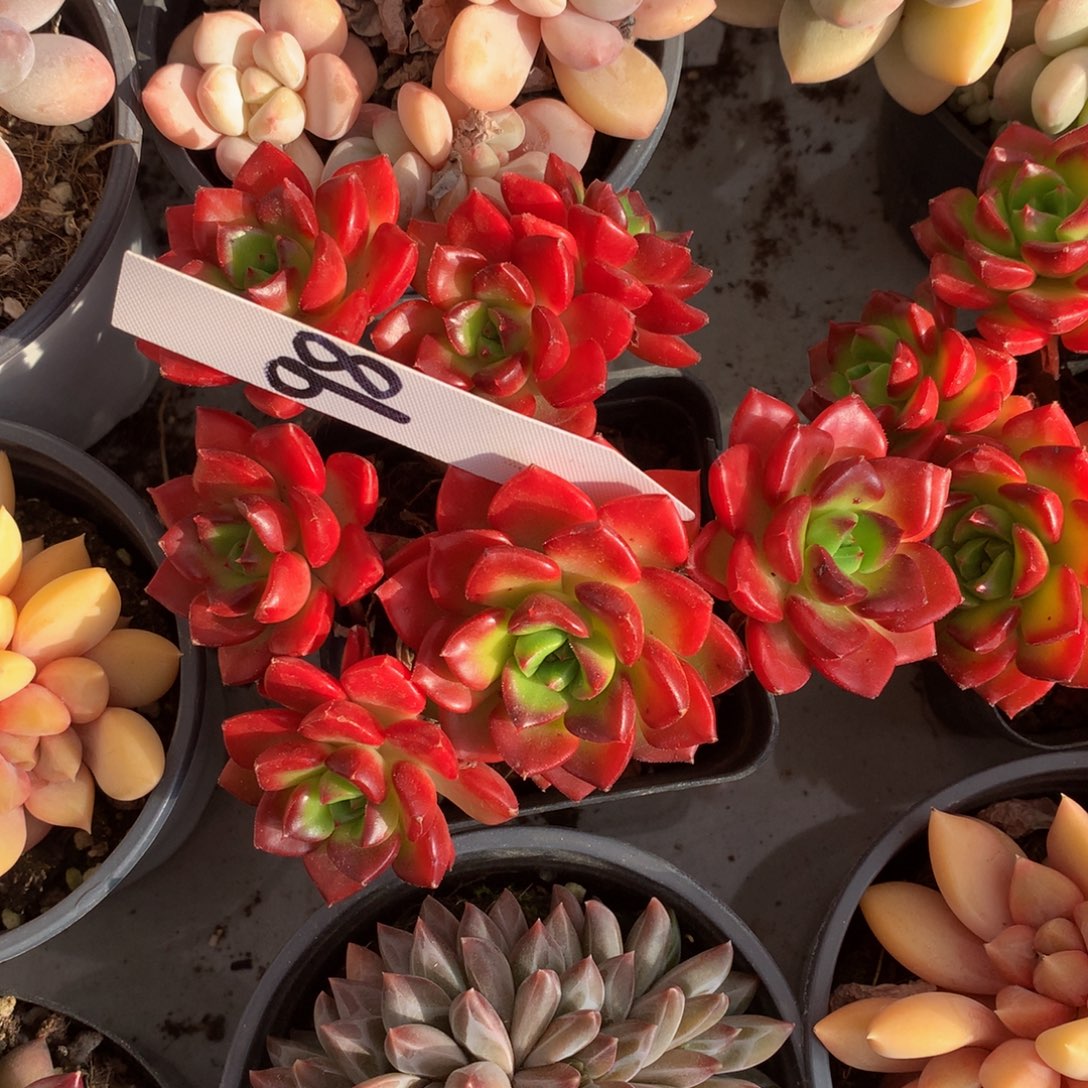 火焰抵押727272727272