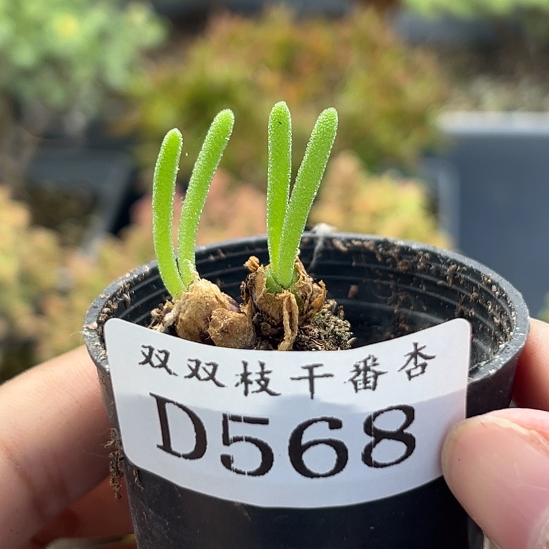 568碧光环              