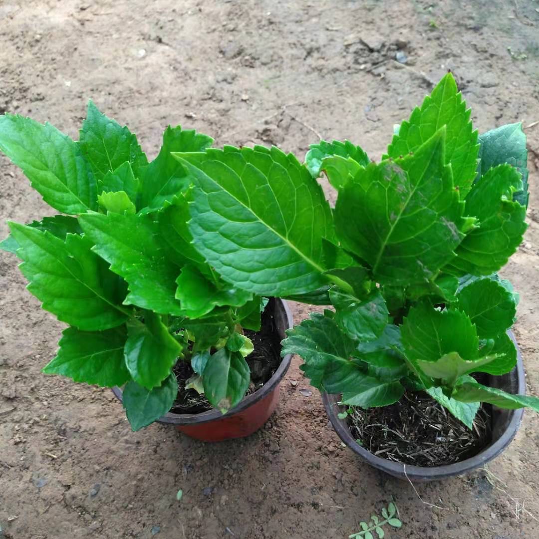 【小苗拍一发二】绣球花苗基地育苗盘发货当年开花