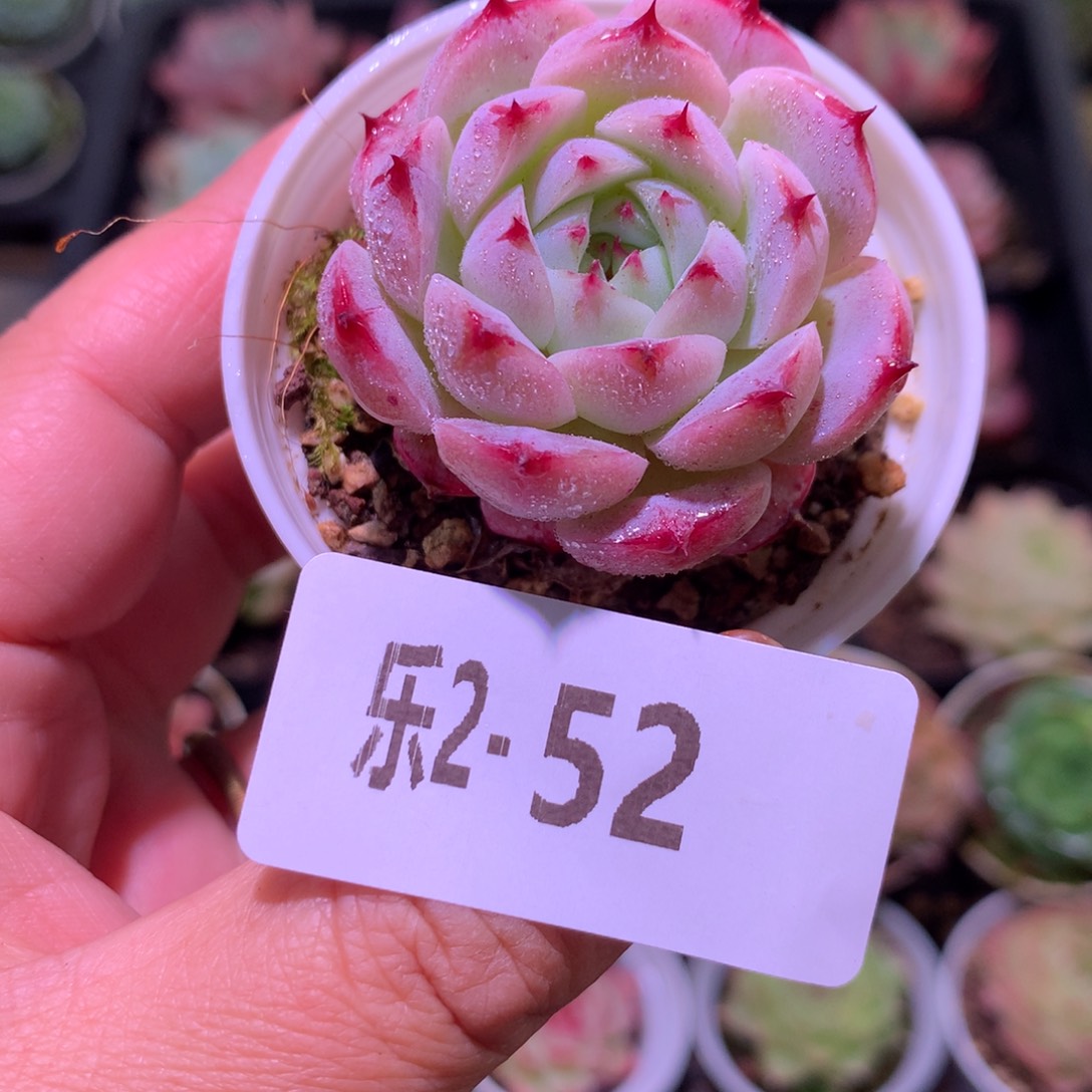 乐然 2-52 天鹅绒 