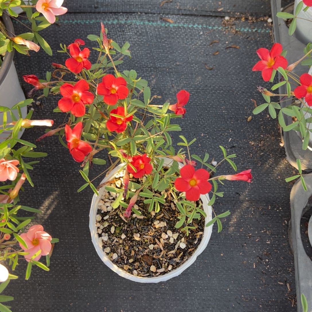 *****完全开放火山盆栽苗一盆A