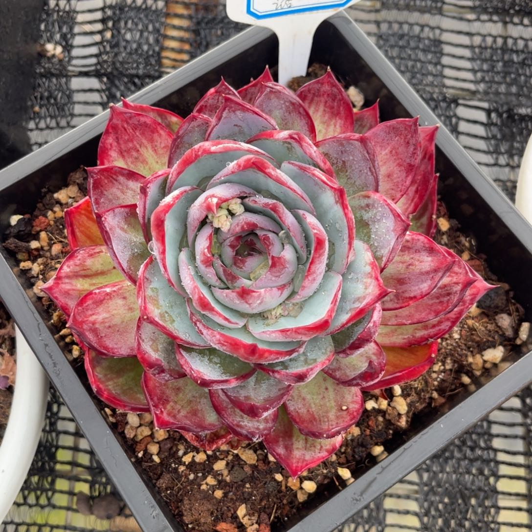 云舍多肉精选编号0325-4