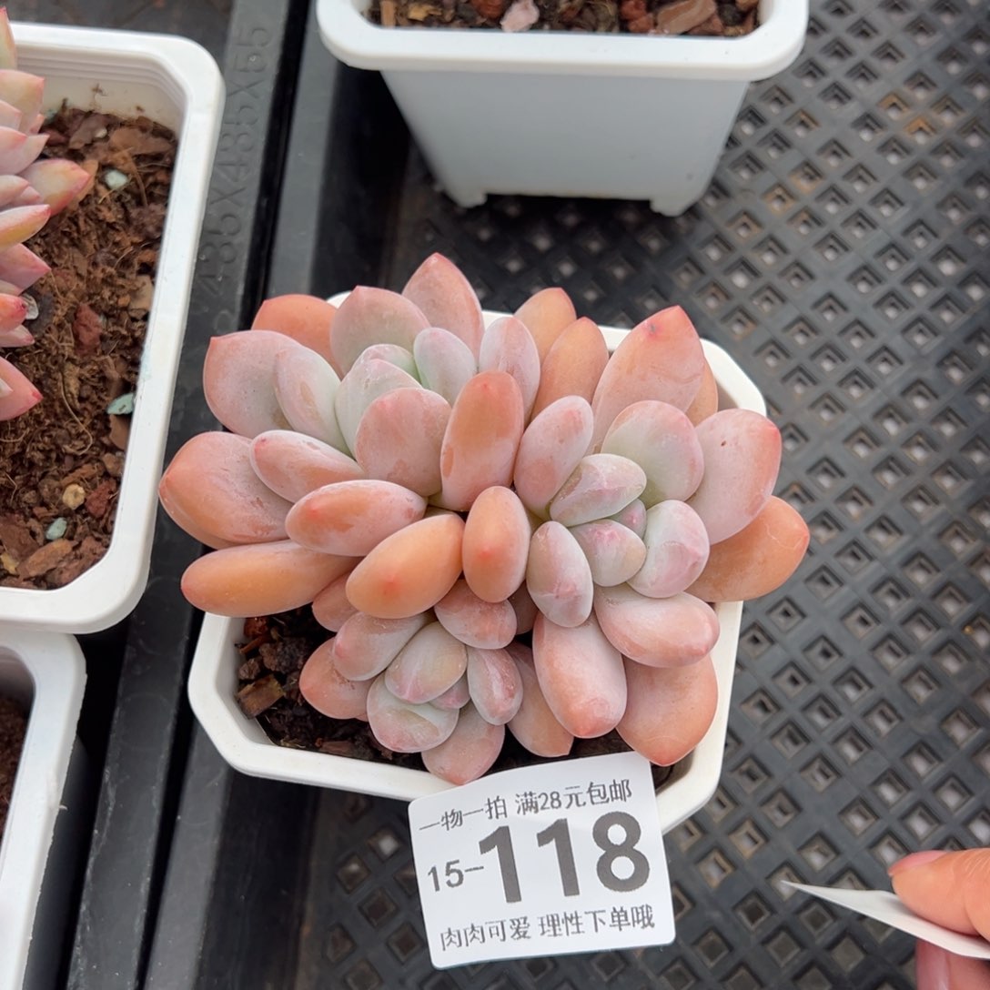 香水多肉多肉多肉多肉