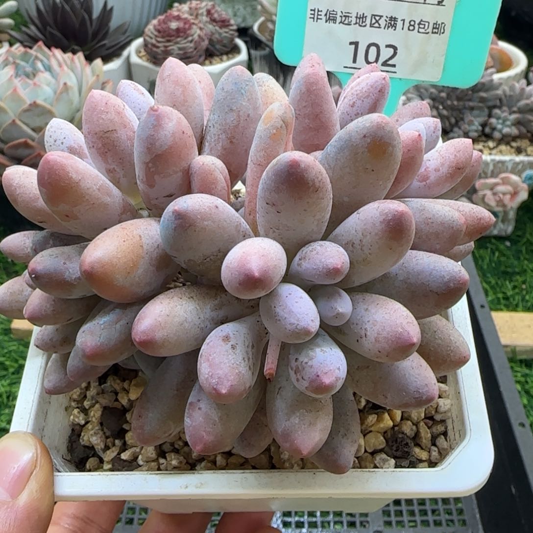 唐二姐多肉编号102