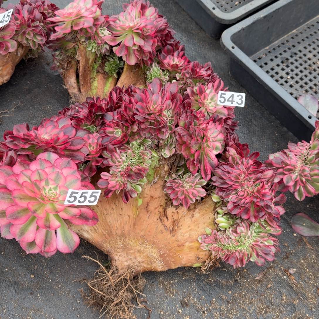 555多肉植物倾城缀