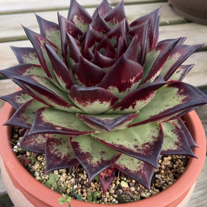 加州黄皮大母本11111111