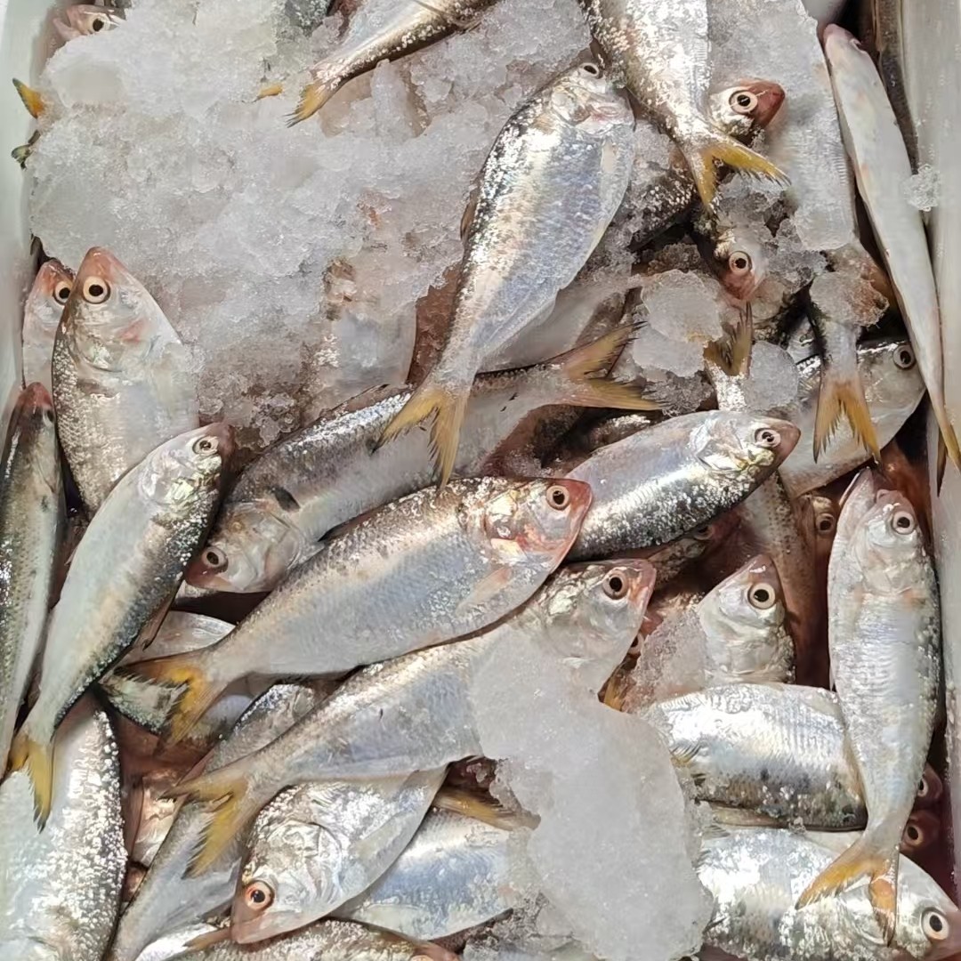 湛江本港  流西黄  流达黄  油刺鱼  小刺多  6斤  顺丰发货