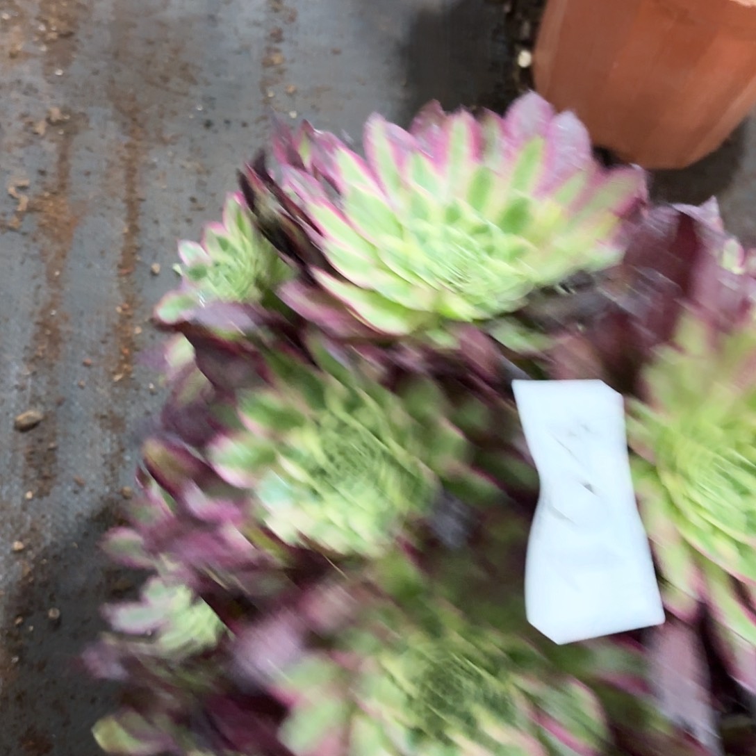 多肉植物福利104