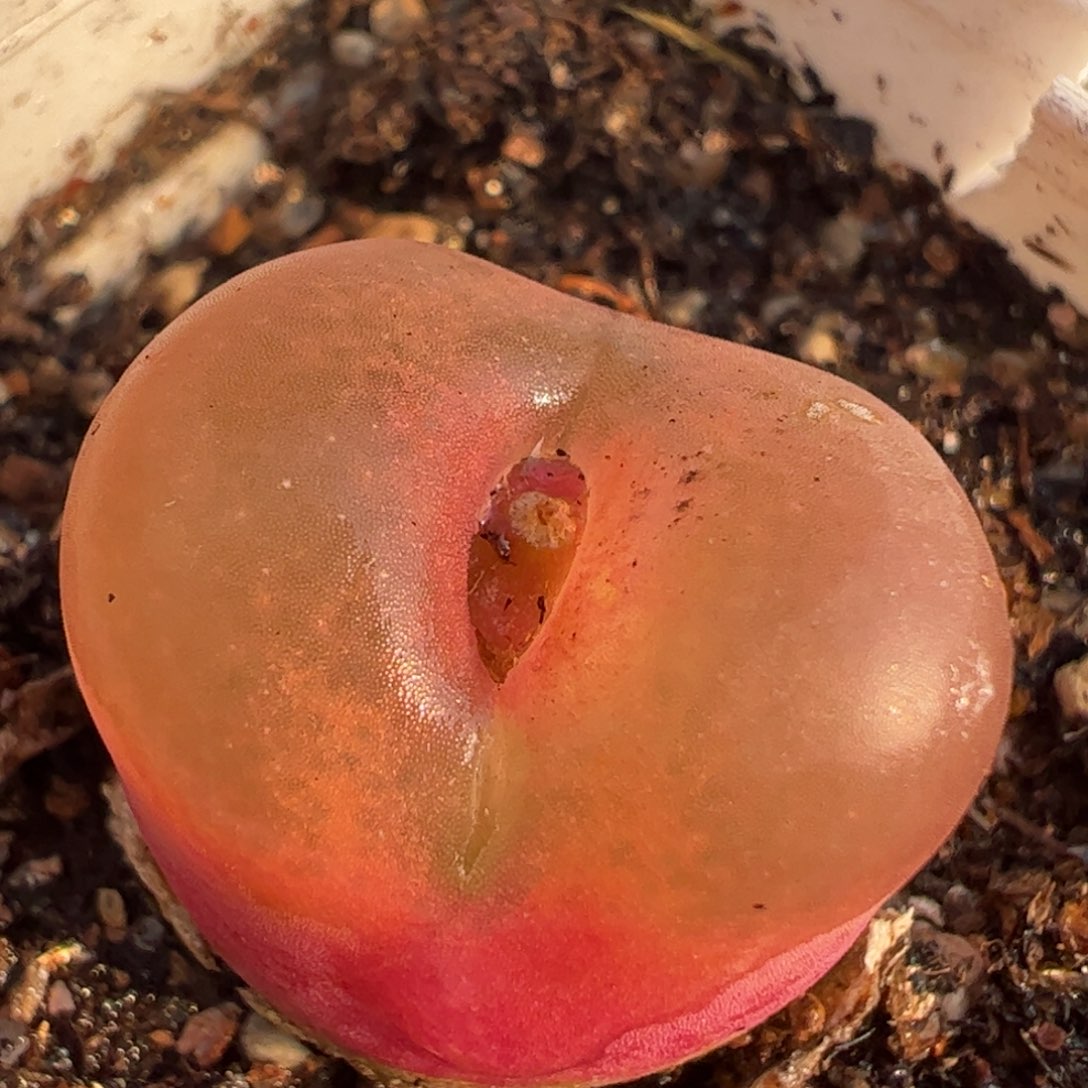 多肉植物百科超级紫毛