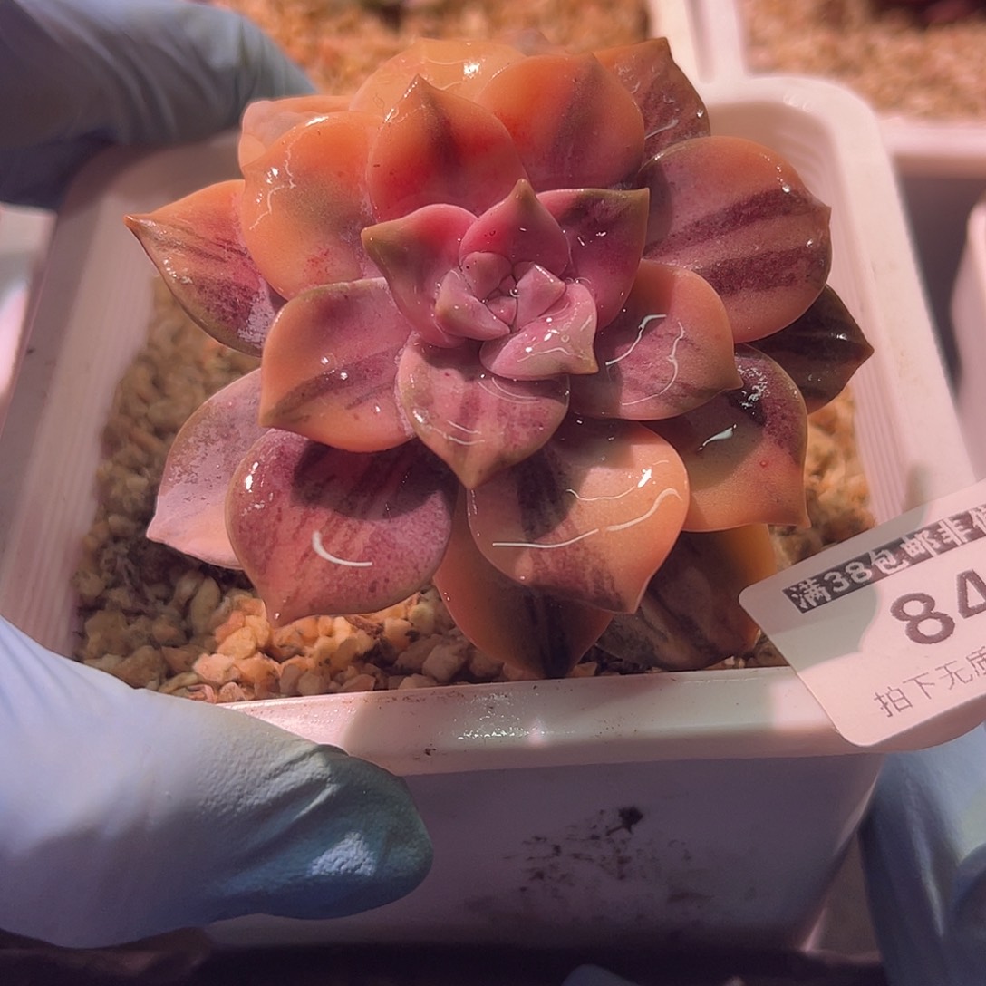 失***控尚品园艺福利锦8405