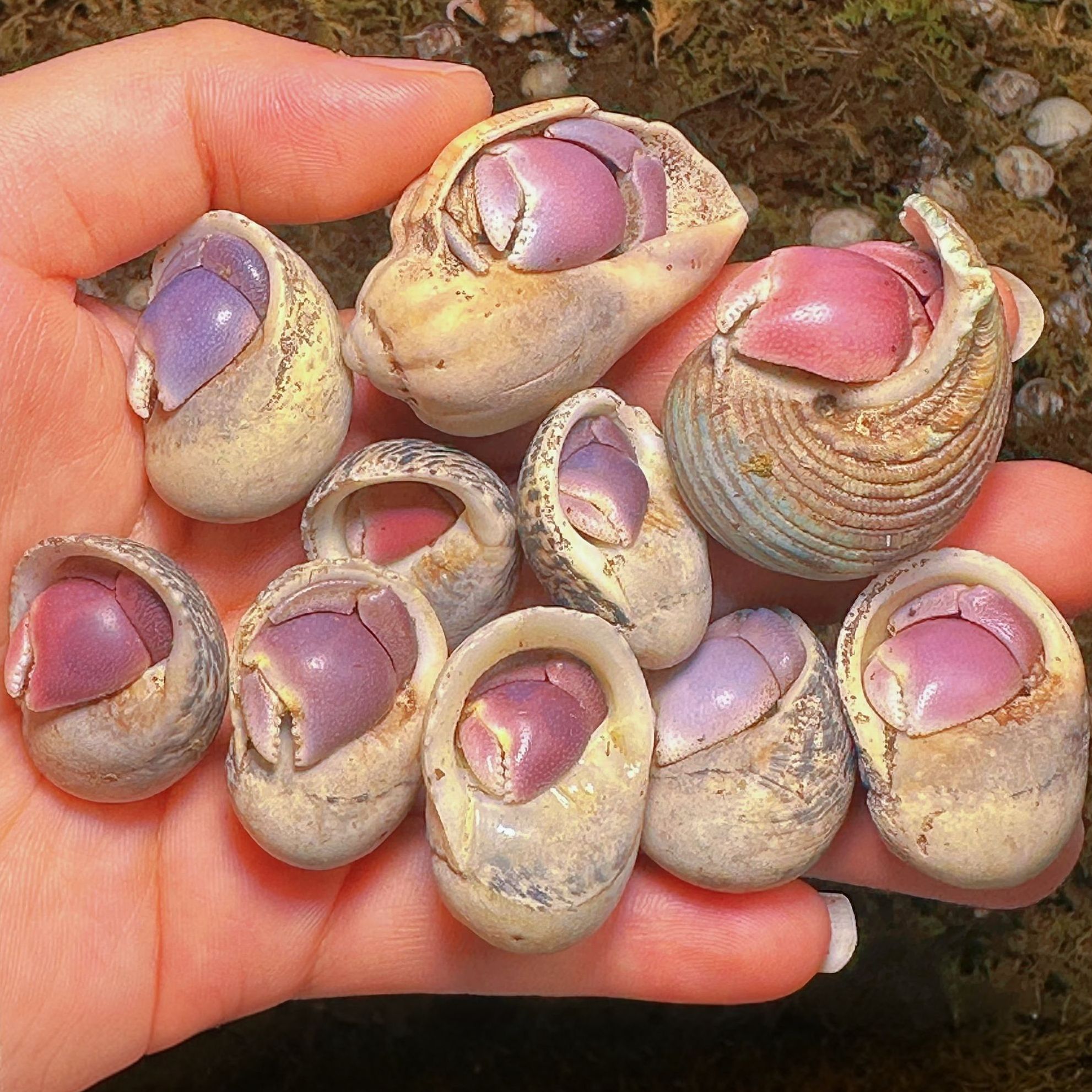 【直播间专拍】陆生寄居蟹活体宠物呆萌可爱好养适合摆摊的观赏萌宠