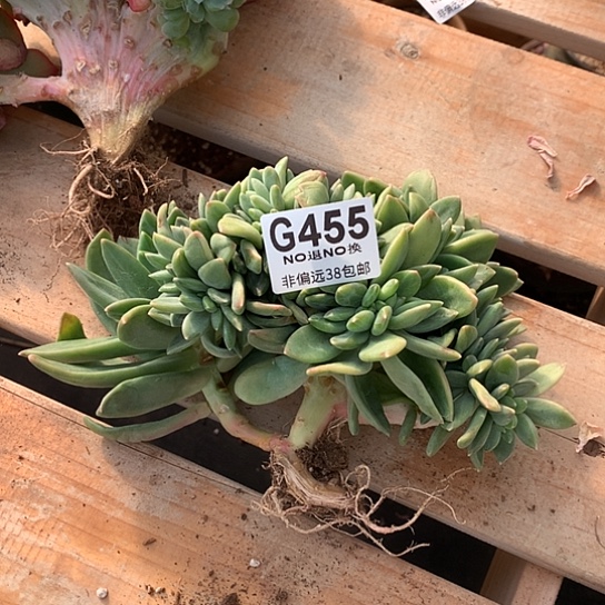 海洋之歌缀化455 全场默认微瑕7-8天发货