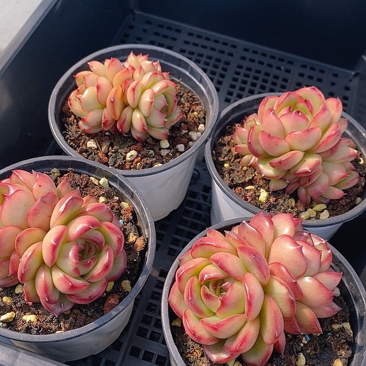 185 多肉植物盆栽花卉植物