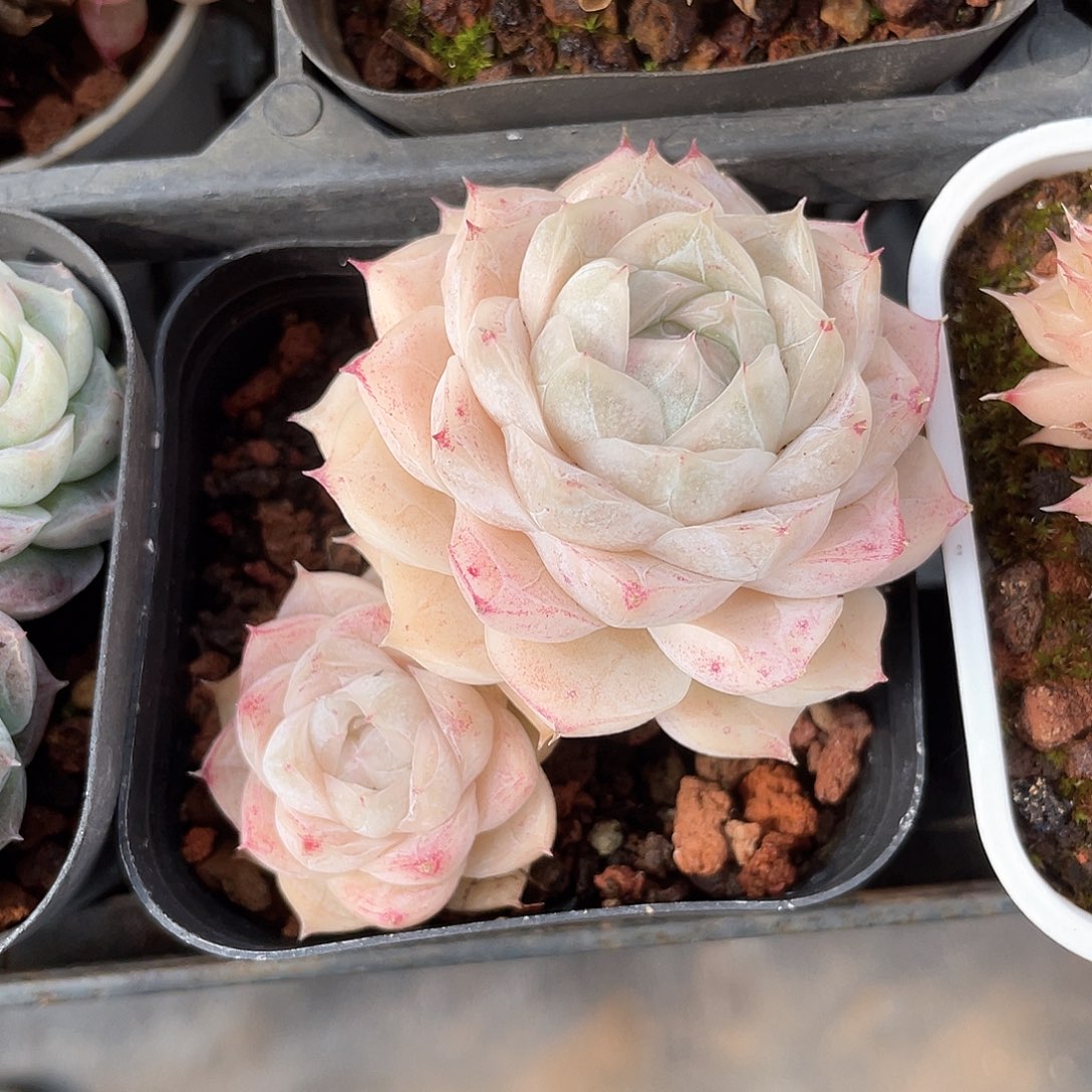 优选77号女王8856