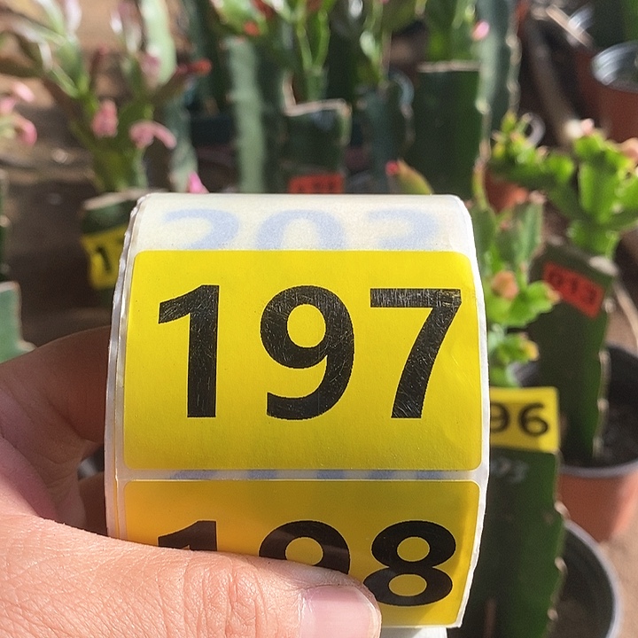 无花朵豆*妈花多多一号二号各半斤