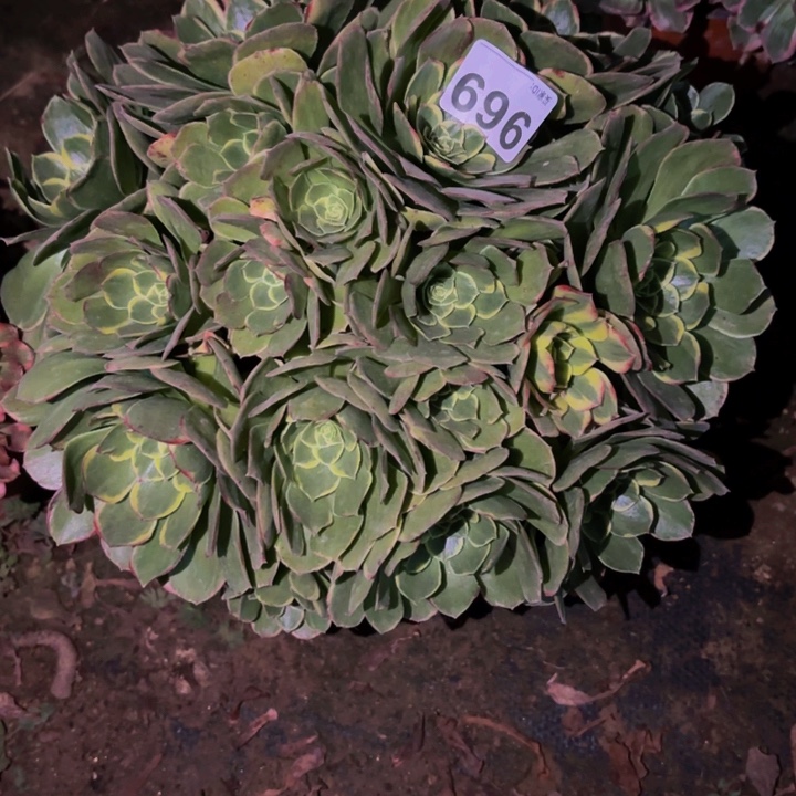 969多肉植物不售后