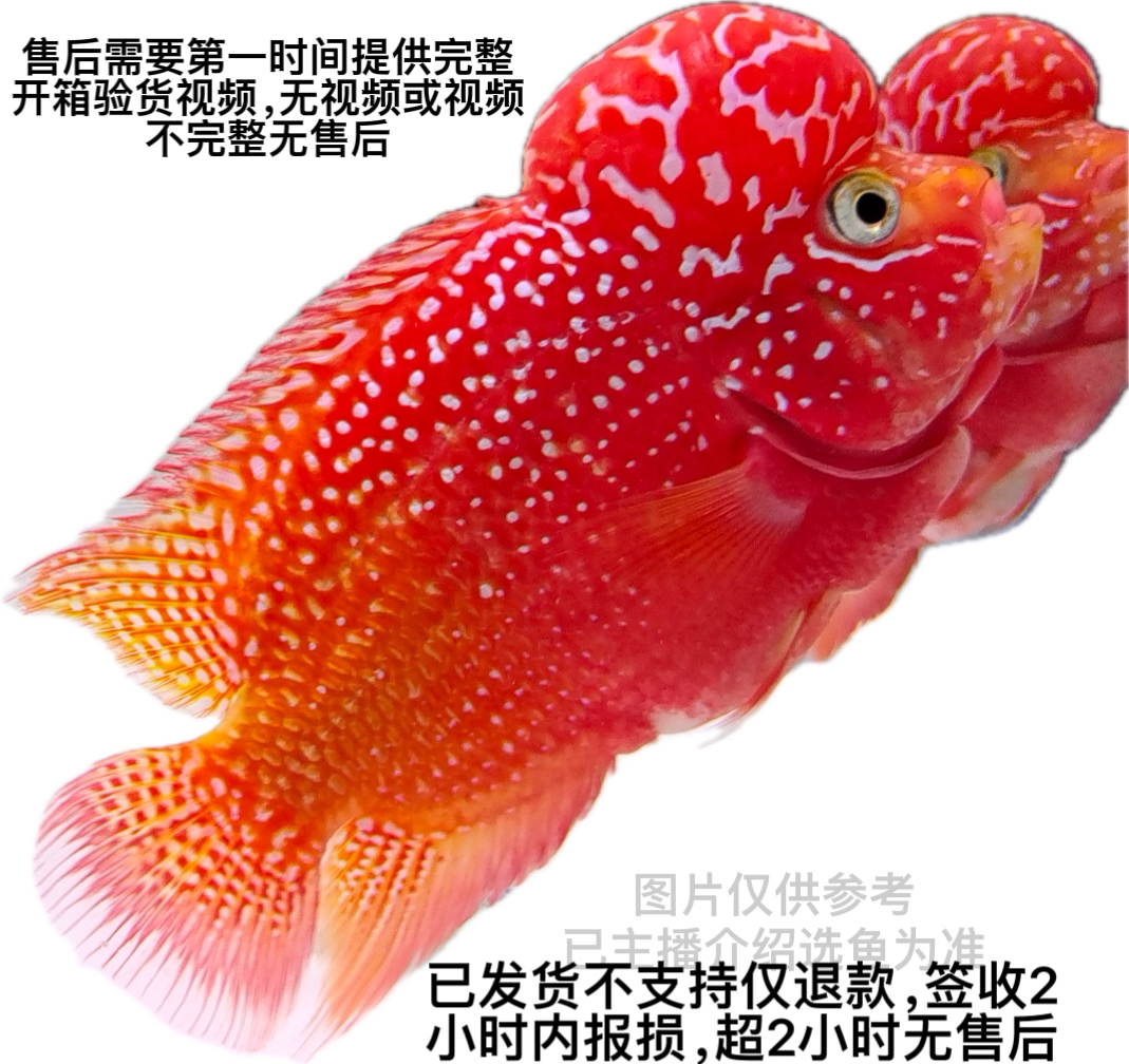 罗汉鱼苗金花罗汉泰国进口珍珠鸿运马骝金花古典F1
