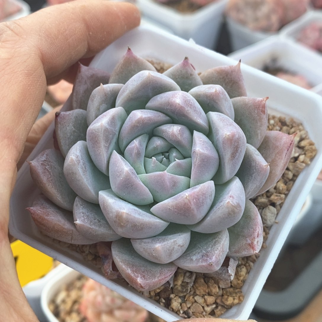 精品多肉一物一拍不包整81