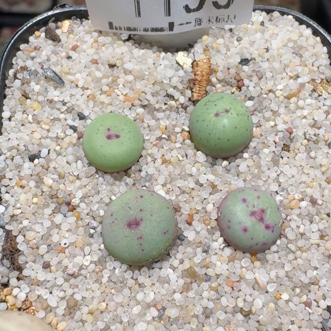 zzzz好货也福利1153