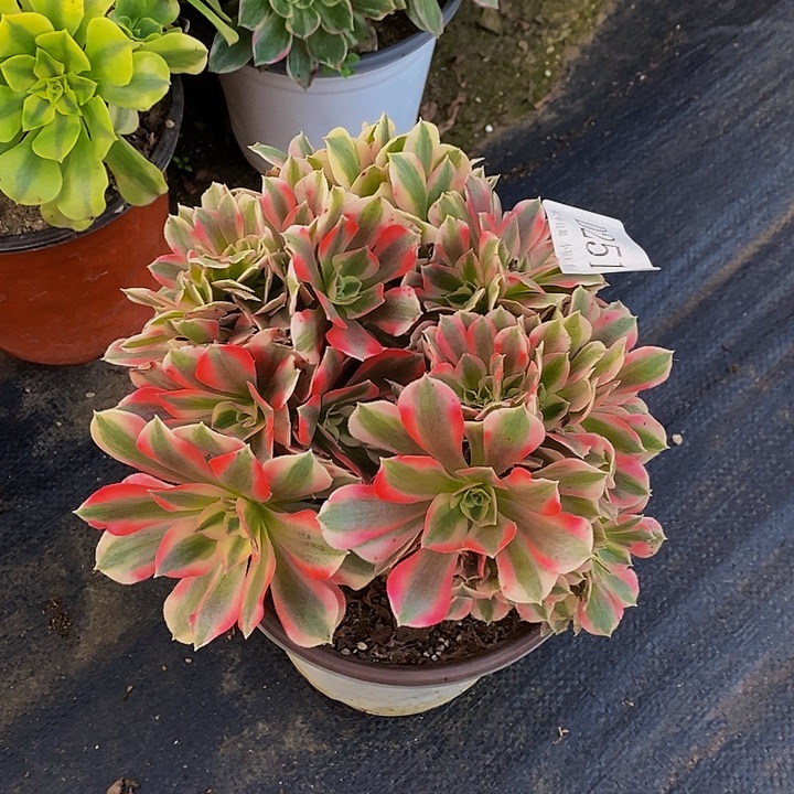 251粉女巫多肉缀化