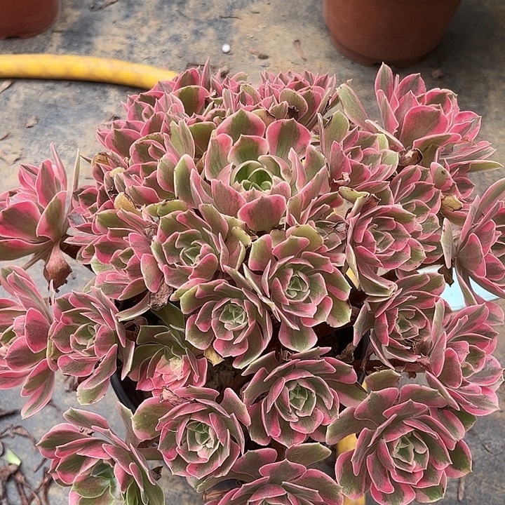 多肉植物女朗法师105