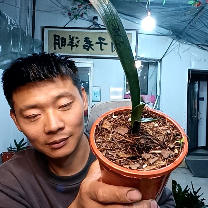 @，梦想成真300元兰叶
