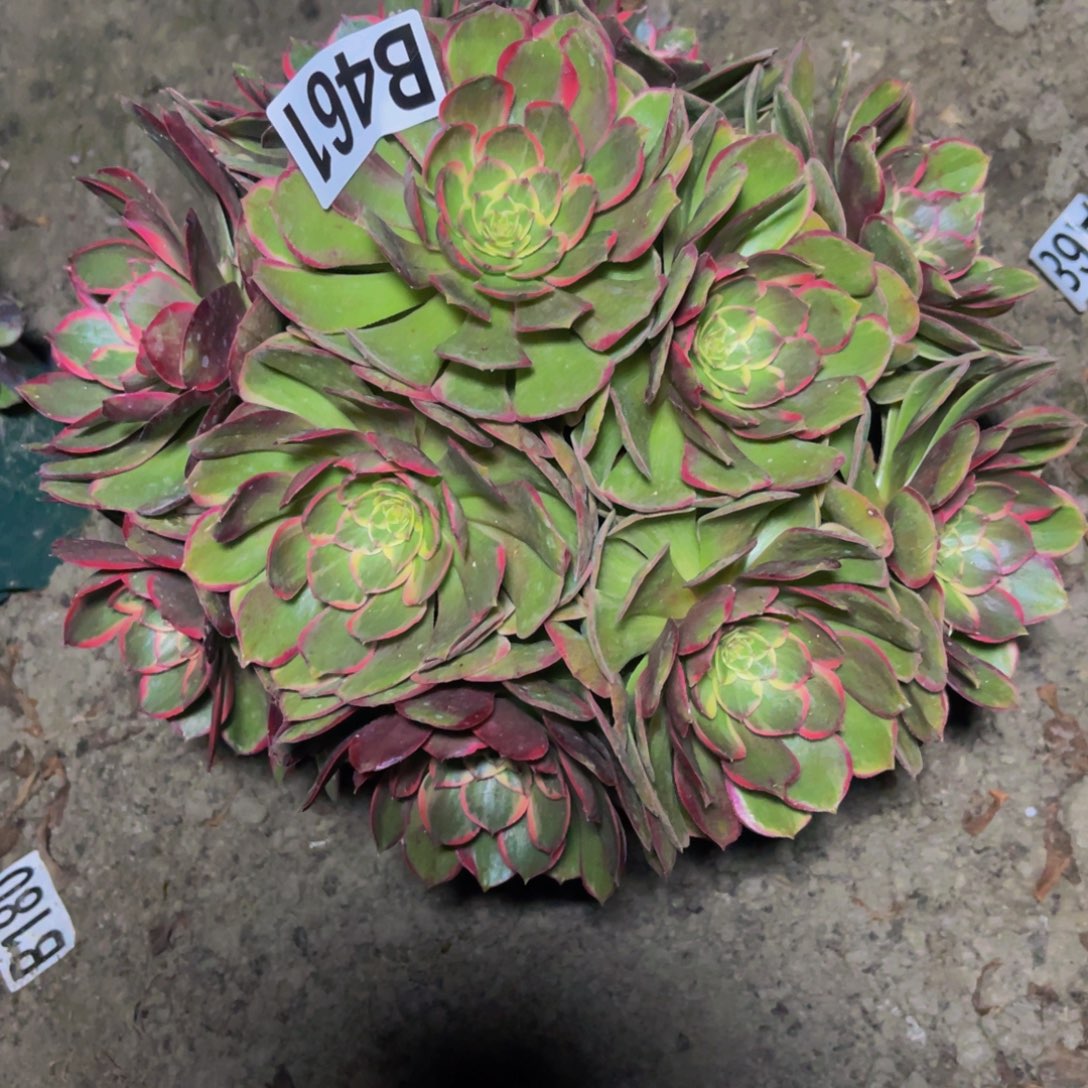 粉花妖16////16包邮