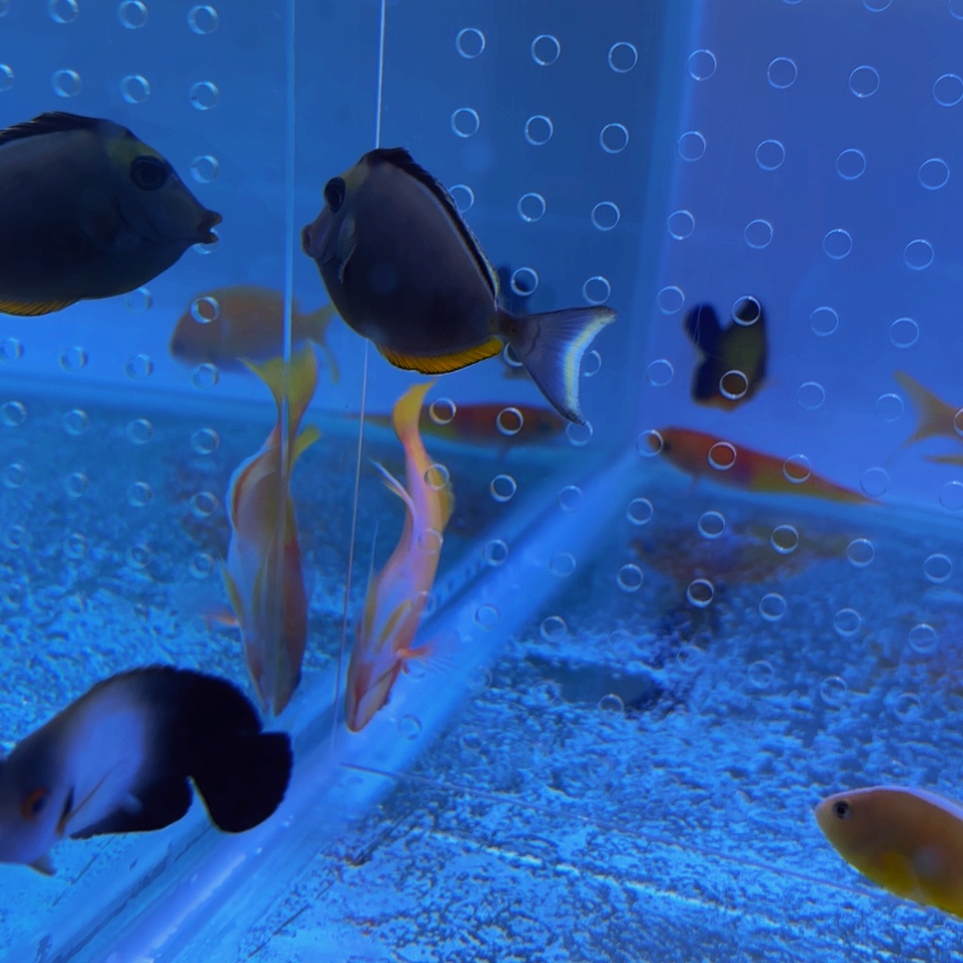 万鱼金豆豆1 天狗 七彩+17运费