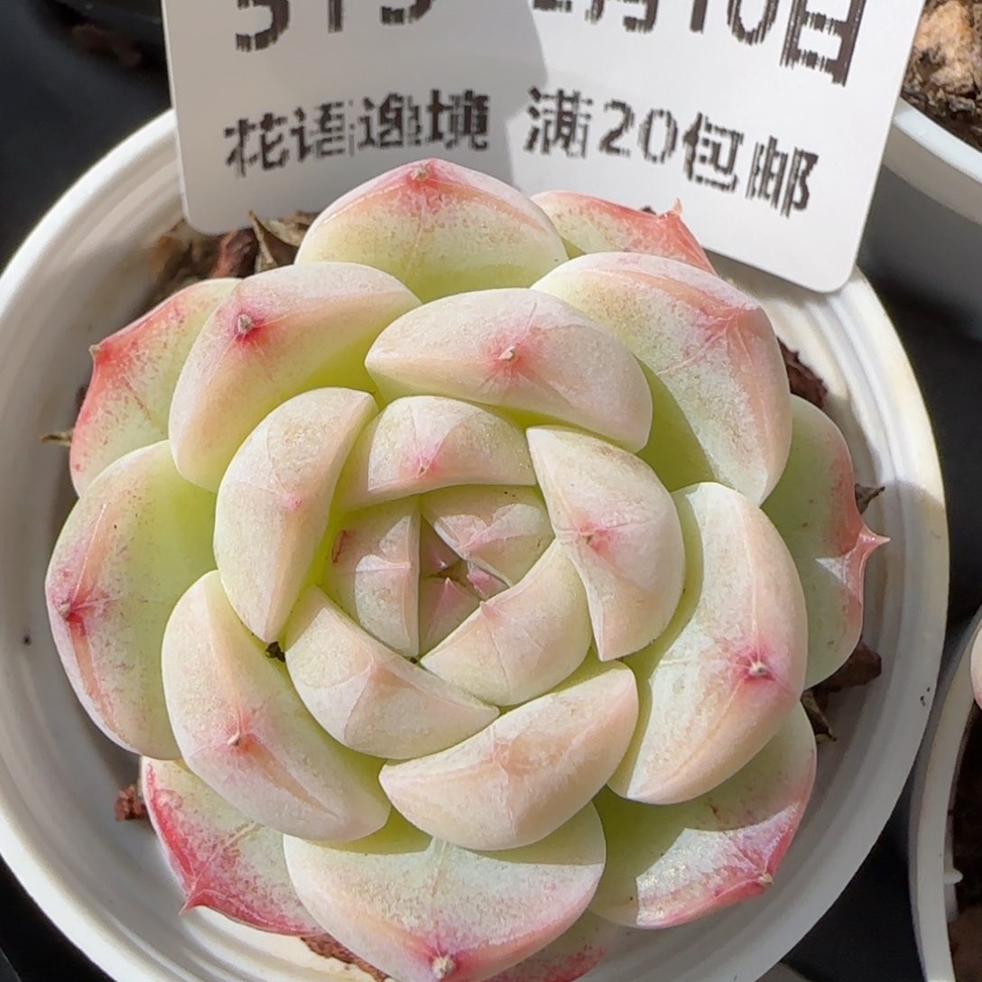 花语逸境0210-515