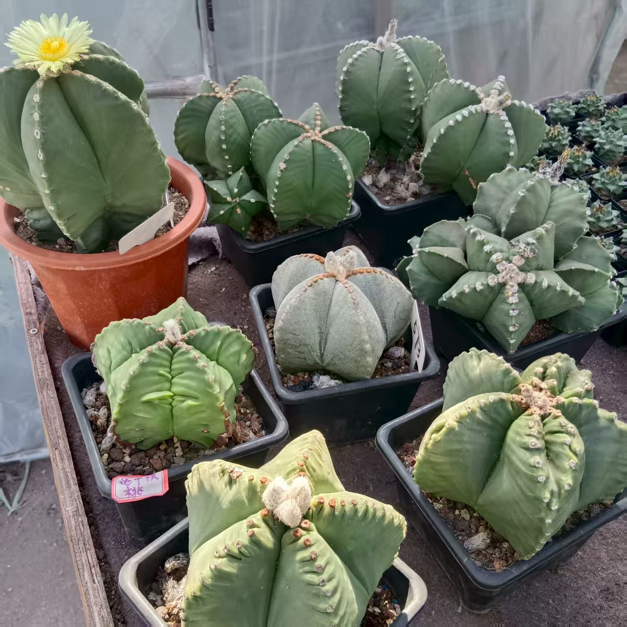 实生鸾凤玉-脱土脱盆摘花发货